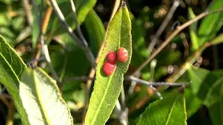 Willow Apple Gall Sawfly