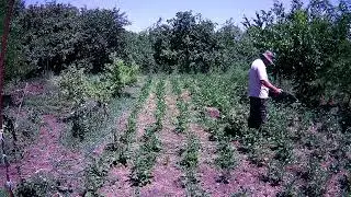 Последняя подкормка.