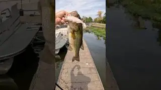 6-дюймовая приманка Boomer Swimbait от Tacklehead Fishing. #bassfishing #swimbait #fishing