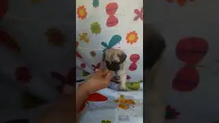 CACHORRO PUG LIMA PER&Uacute;