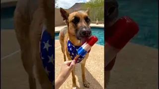 Red, white & blue PUPsicles! 🐶❤️🤍💙 #shorts