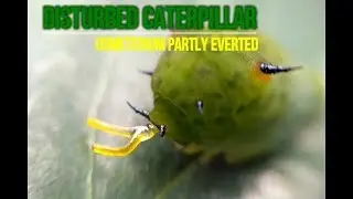 Funny Creature: CATERPILLAR defense osmeterium