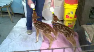 Fawns Eating Din Din At The A.R.K. In St. Helen, MI.