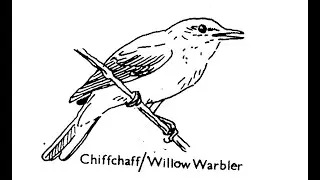 Birds of Mitcham Common   The Warblers