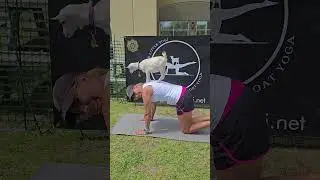 A Goatload of fun!