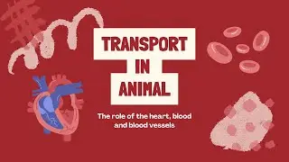 A-Level Biology: Mastering Transport in Animals (Heart, Blood, Vessels) PART 2