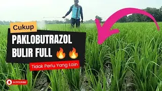 Paklobutrazol: Solusi untuk Tanaman Kompak dan Produktif
