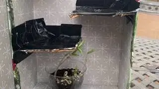 Phototropism Lab