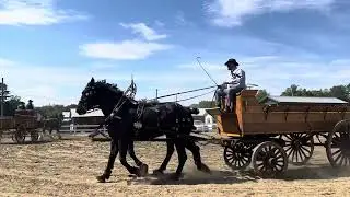 Clydesdale horses at the fair beautiful ￼