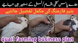 how to start quail farming | Bater Palan | Farm And Daily Life