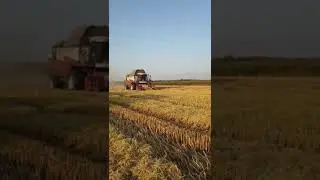 Soğuk &uuml;lkelerde &ccedil;eltik nasıl bi&ccedil;ilir?