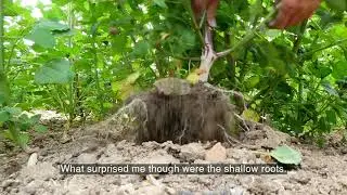 Quinoa Story Part 4 - Growing