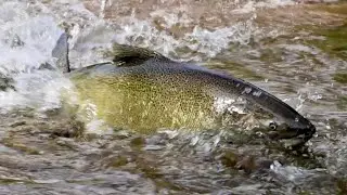 Bronte Creek Salmon Run 2023
