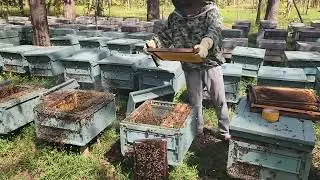 How to earn money from natural Bee Farm #now #explore #learning 
