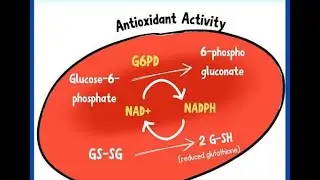 Дефицит глюкозо-6-фосфатдегидрогеназы (G6PD); наследственное нарушение функции фермента, вызывающ...