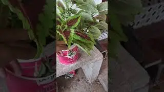 My beautiful Coleus plant