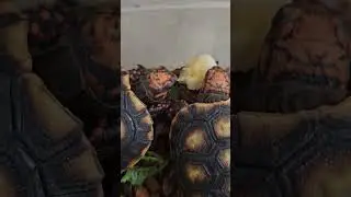 Red foot tortoise #reptile #new #pet #tortuga #love #cute #eating  #animal #tortoise #mascota #loveo