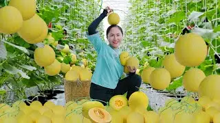 7-Day Time-lapse: Harvesting Golden Melons, Coffee & Exotic Mystery Fruits for the Market