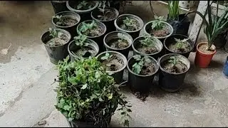 kuldeep bonsai I am a  gardening grow plants on the rooftop and also have a bonsai tree