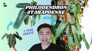 Philodendron atabapoense glow up (2-year growth update + propagation) 🍃