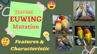 USAPANG EUWING MUTATION! ALAMIN ANG CHARACTERISTICS, FEATURES, AT SAAN  NGA BA ITO NAG MULA! VLOG#35