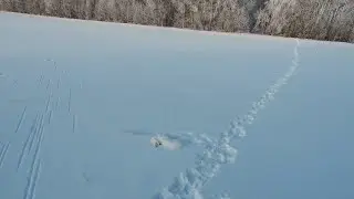 Охота на зайца. Не дал мне ни единого шанса на выстрел!