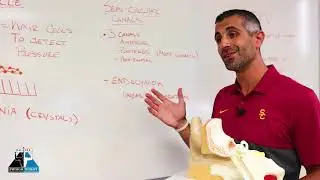 THE VESTIBULAR SYSTEM PART 1 with DR. JOSEPH MELO | Balance Physical Therapy