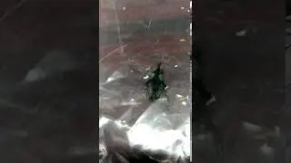 Mggots From Fly - Pest Control Singapore
