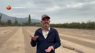Secado de almendras: Alternativas que beneficien la calidad de tu fruta