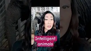 𝐈𝐧𝐭𝐞𝐥𝐥𝐢𝐠𝐞𝐧𝐭 𝐚𝐧𝐢𝐦𝐚𝐥𝐬💖 Snippet from a radio interview 🎙️ #telepathy