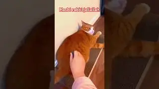 🌻💐🌷Funny Video | Hasbi rabbi jallallah | Beautiful Naat #shorts #naat #cute #funny #cat#trending