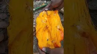 तार का पका हुआ फल।।।🤪 #shorts #tree #fruit #india