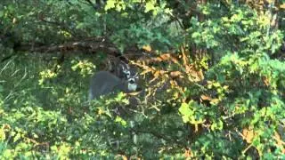 Intrepid Outdoors - Big Eight Point Bonanza Part One
