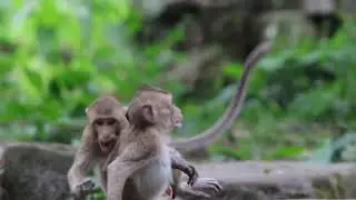 Cute monkey 65965 #shorts
