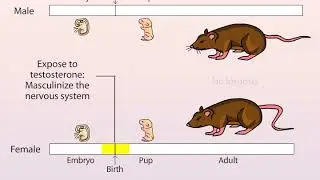 The Aromatization Hypothesis