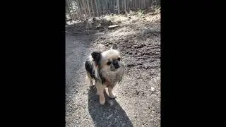 agriturismo corte's Ranch e foresta di somadida ❤️🐶