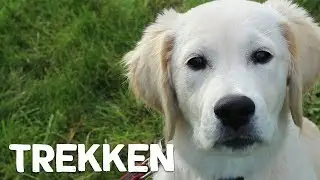 Hoe leer ik mijn hond niet te trekken tijdens het wandelen? - Vrienden der Blinden