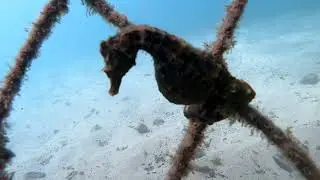 Snorkelling and freediving from Manly Cove to Fairlight Sydney, Australia