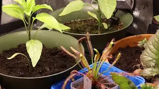 Cape Sundew (Drosera capensis) vrs Housefly