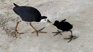 White Breasted Waterhen Baby Eating Wheat