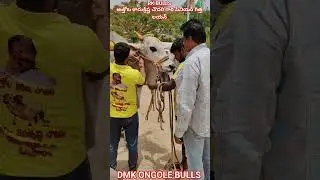 !!RK BULLS Gari senior bull lion #youtubeshorts #shorts #trendingshorts