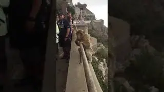 Monkey up close and personal