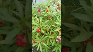 luar biasa manfaatnya Tanaman pacar air bisa untuk  tulang, batang, daun,akar dan bunganya