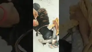 mirjalguda beema