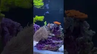 Reef tank growth