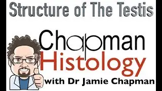 3 Minute Histology - Structure of the Testis