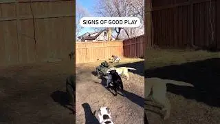 Signs of good dog play. ❤️ Dog behavior and psychology. 🐕 #dog #dogtraining #dogpsychology
