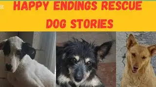 HAPPY ENDING RESCUE DOG STORIES &hearts;️#dogrescuestories #rescuedoglove
