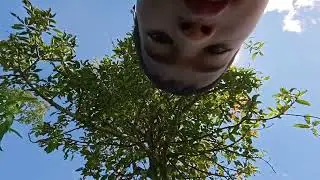MEMETIK HASIL DI KEBUN OP PARDEDE