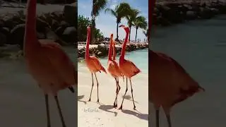 Аруба-райский остров #аруба #aruba #advanttravel #укра&iuml;на #подорожі